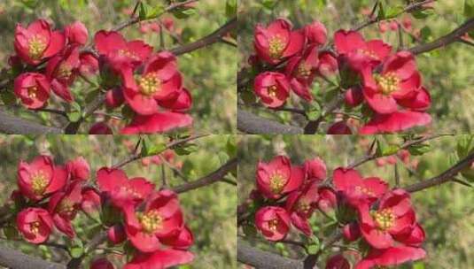 微距变换镜头红色的海棠花特写高清在线视频素材下载