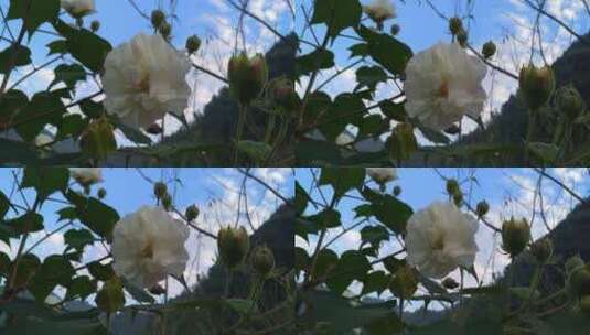 美丽木芙蓉花朵高清在线视频素材下载