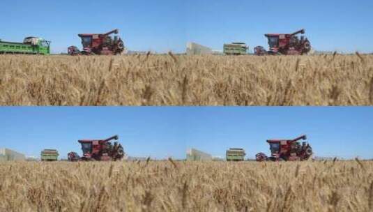 小麦收割后装入粮车高清在线视频素材下载