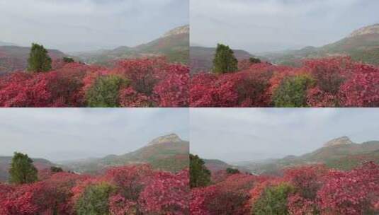 济南红叶谷景区，秋季满山红叶景观高清在线视频素材下载