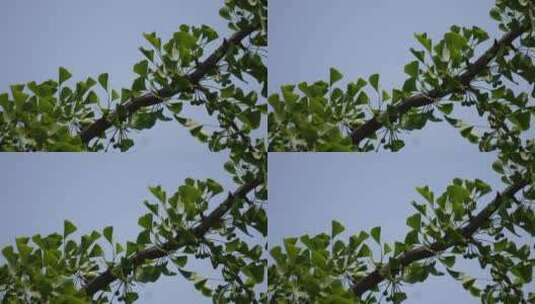 树叶银杏树绿色植物高清在线视频素材下载