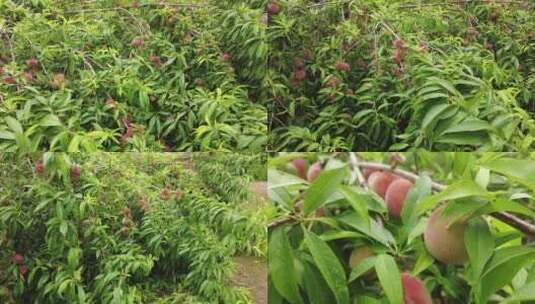 桃子种植基地高清在线视频素材下载