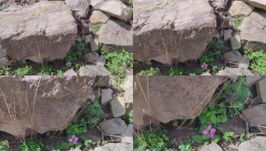 无滤镜视频：石头缝中的紫色小花高清在线视频素材下载