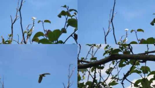 大自然飞鸟跟随镜头意境高清在线视频素材下载