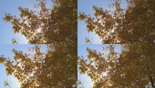 秋天里金色秋天金黄唯美的阳光银杏树树叶高清在线视频素材下载