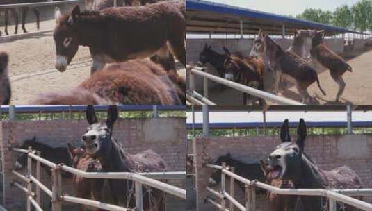 畜牧养殖农场里的驴高清在线视频素材下载