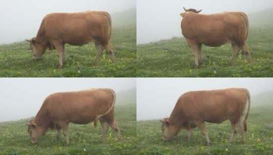 在有雾的山谷里吃草的公牛高清在线视频素材下载