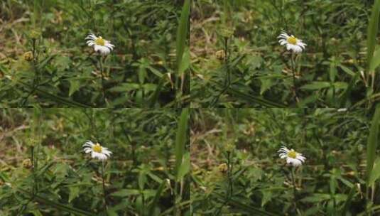 白色野菊花高清在线视频素材下载