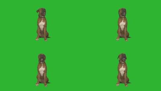 拳击手狗在绿色屏幕上给爪子高清在线视频素材下载