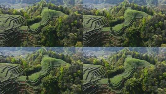 航拍雅安绿茶园 大地指纹茶山高清在线视频素材下载