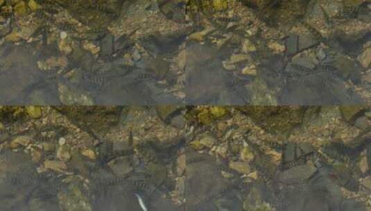 夏日农村溪流里的小鱼高清在线视频素材下载