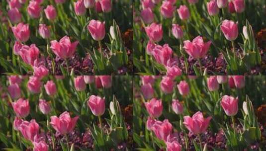 阳光下的粉色郁金香高清在线视频素材下载