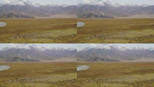 新疆巴音布鲁克草原上的牛羊高清在线视频素材下载