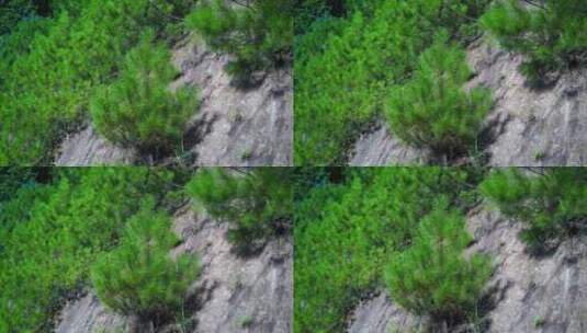 悬崖峭壁上生长的松树植被石头长草植物松林高清在线视频素材下载