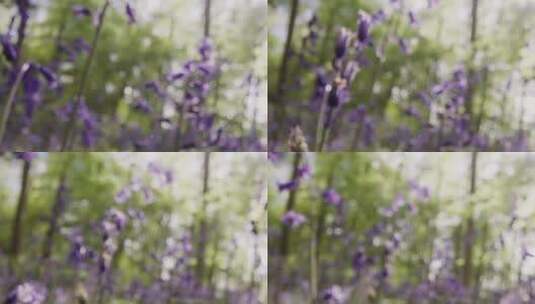 丛林中的蓝铃花特写镜头高清在线视频素材下载