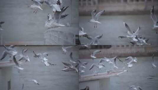 一群白海鸥飞走高清在线视频素材下载