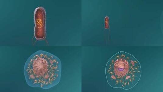 医学微观生物病毒细胞形态医疗三维动画展示高清在线视频素材下载