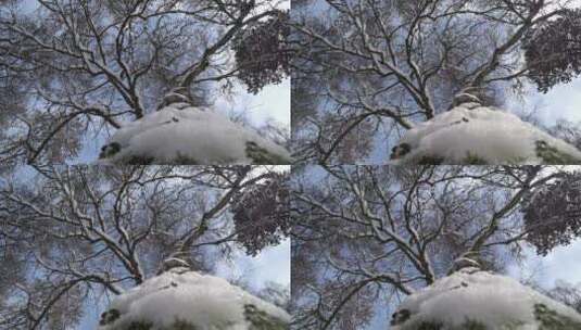 唯美大自然高山森林树林平原雪景特写高清在线视频素材下载