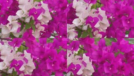 五颜六色的绽放的花朵特写高清在线视频素材下载
