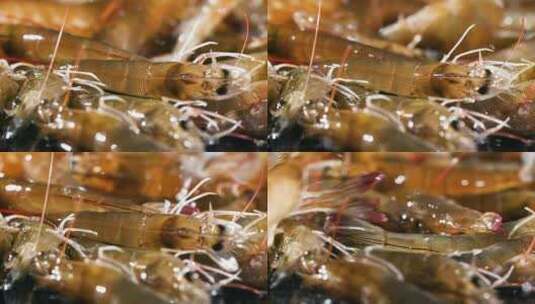 鲜活基围虾新鲜食材特写视频高清在线视频素材下载