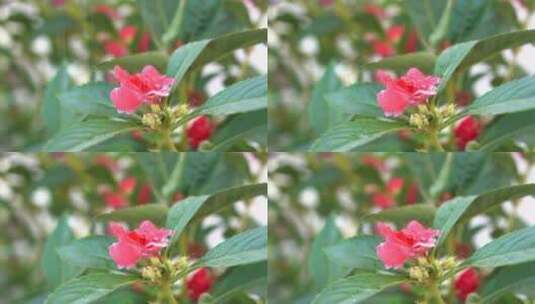 4K花丛红花沐浴在阳光和细雨中高清在线视频素材下载