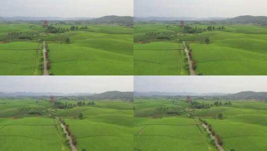 贵州湄潭中国茶海夏季风光高清在线视频素材下载