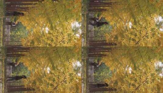 济南黄河银杏林，千亩金黄景色壮观高清在线视频素材下载