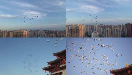 大唐芙蓉园门口的鸽子高清城市高清在线视频素材下载