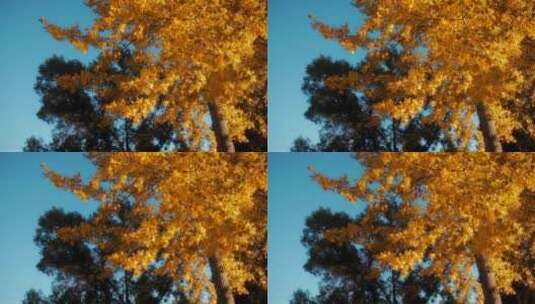 秋季森林中的枫叶高清在线视频素材下载