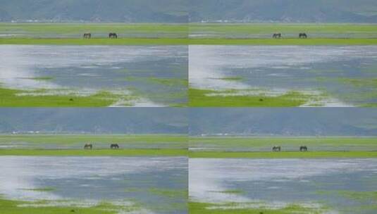 香格里拉纳帕海草原上的马儿高清在线视频素材下载