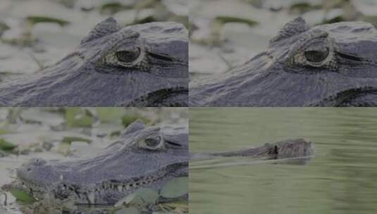 鳄鱼眼睛特写凶猛动物聚焦凝视高清在线视频素材下载