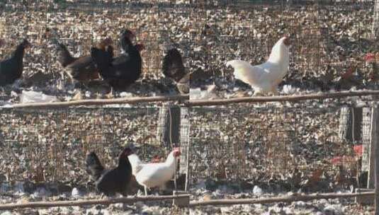 4K家禽养殖鸡群跑过高清在线视频素材下载