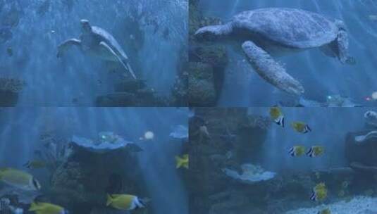 水族海底世界的海龟高清在线视频素材下载