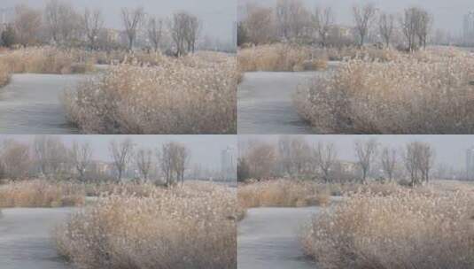 中国华北东北立冬冬至大寒树挂雾凇湿地雪景高清在线视频素材下载