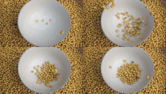 黄豆优质升格高清在线视频素材下载
