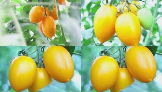 黄色小番茄 绿色水果蔬菜 采摘大棚圣女果高清在线视频素材下载