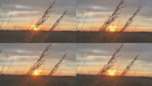 夕阳逆光照射下的野草高清在线视频素材下载