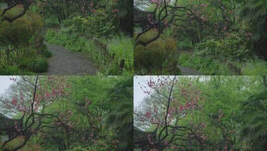 春天杭州乌龟潭阴雨天古建筑植物绿色自然高清在线视频素材下载