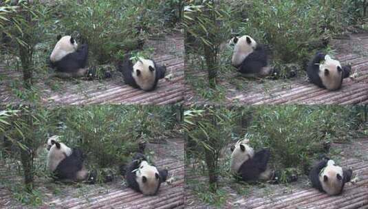 动物园大熊猫吃竹子玩闹嬉戏高清在线视频素材下载