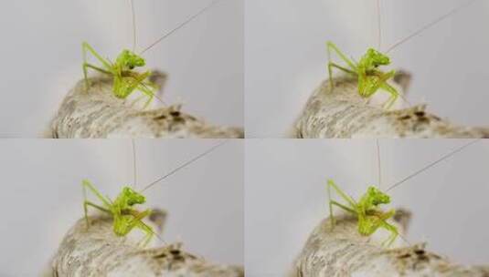 以蟋蟀为食的螳螂高清在线视频素材下载