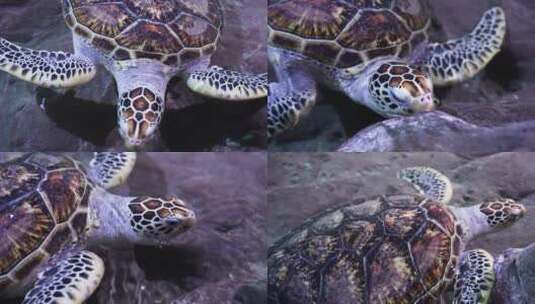 海龟岸边爬行觅食高清在线视频素材下载