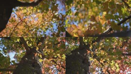 石门森林公园红枫林特写高清在线视频素材下载