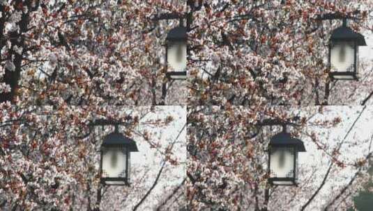 春天梨花杏花盛开路灯空镜高清在线视频素材下载