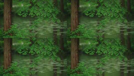 杭州虎跑下雨天雨滴打在绿色树枝叶子和水面高清在线视频素材下载