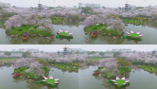 湖北武汉东湖樱花园春季风光高清在线视频素材下载