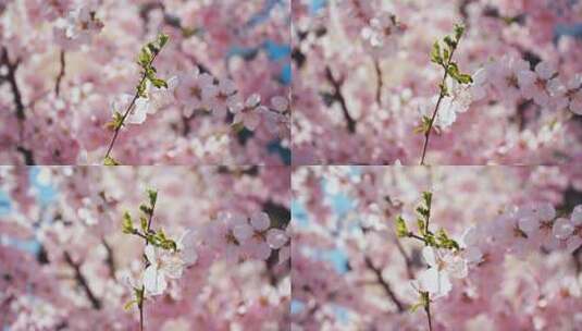 春天桃花盛开绽放高清在线视频素材下载
