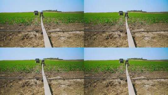 农民在玉米地里安装滴灌系统。
高清在线视频素材下载