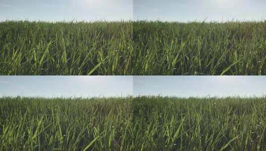 微风拂过青草在风中摇摆草原唯美自然空镜高清在线视频素材下载