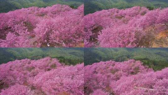航拍万亩樱花园树林美丽乡村粉红色视频素材高清在线视频素材下载