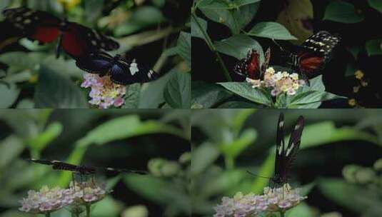 美丽漂亮的蝴蝶高清在线视频素材下载
